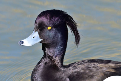 Close-up of a tufted duck in the water 