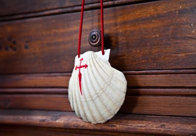 Close-up of shell hanging on wooden wall