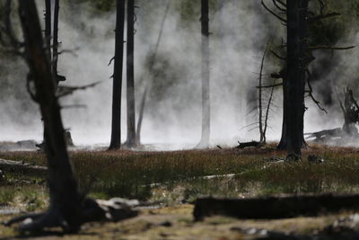 Trees growing on field in forest