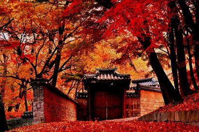 Low angle view of trees and houses during autumn