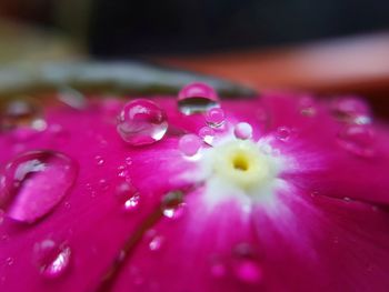 Close-up of wet pink flower