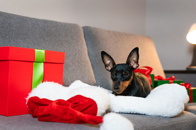 Portrait of dog relaxing on sofa at home