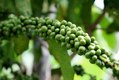 Green coffee beans on stem.