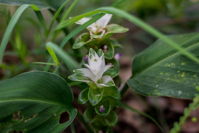 Close-up of flowering plant