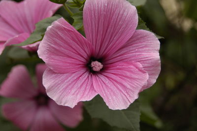 Close-up of pink flower