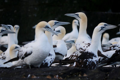 Flock of gannets on rock