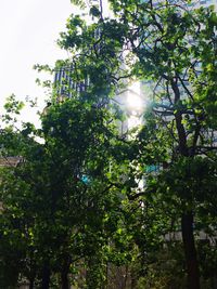 Low angle view of trees against sky