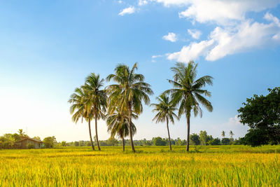 Scenic view of palm trees on field against sky