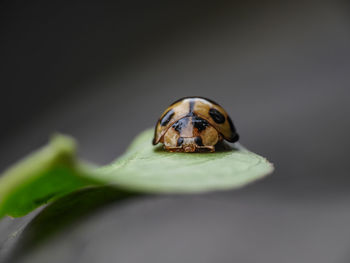 Close-up of insect on leaf