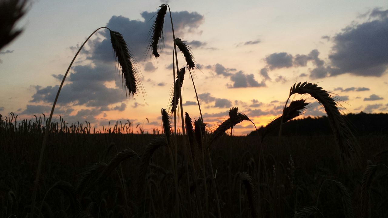 sky, sunset, silhouette, cloud - sky, cloud, plant, nature, transportation, tranquility, mode of transport, tranquil scene, bicycle, cloudy, leisure activity, scenics, beauty in nature, outdoors, field