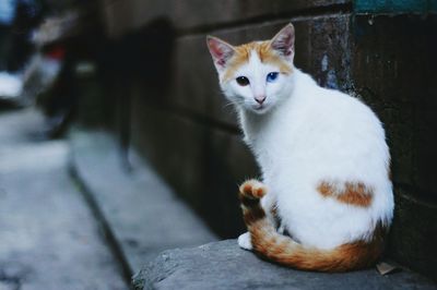 Portrait of cat