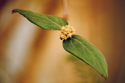 Close-up of green leaves on plant