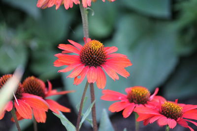 Close-up of red flowering plant