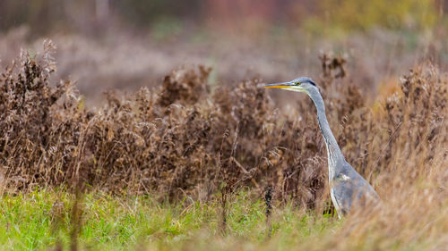 Close-up of a bird on field