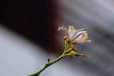 Close-up of flower against blurred background