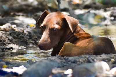 Dog relaxing in a lake