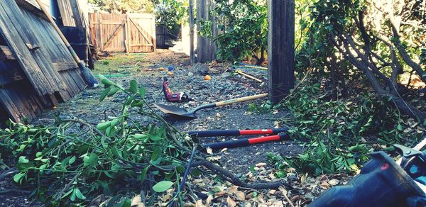 High angle view of trees in yard