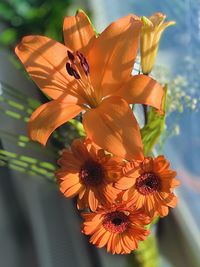 Close-up of orange flowering plant