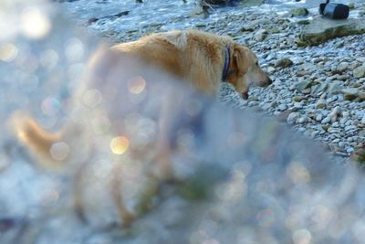 Close-up of dog in water