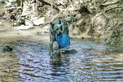 Australian cattle dog carrying plastic disc in mouth at lake
