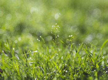 Close-up of wet grass on field