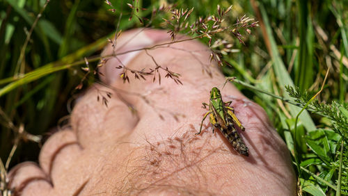 Close-up of insect on hand