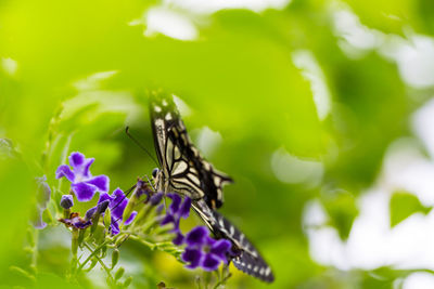 Close-up of butterfly pollinating on purple flower