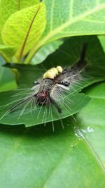 Close-up of insect on leaf