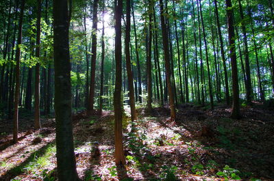 View of trees in forest