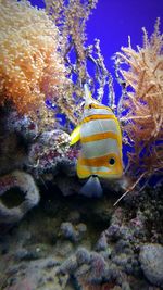 Close-up of fish swimming in sea