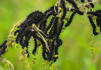 Close-up of insect on plant
