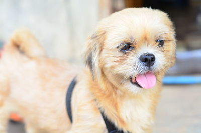 Close-up portrait of dog