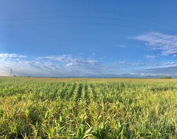 Scenic view of agricultural field against sky