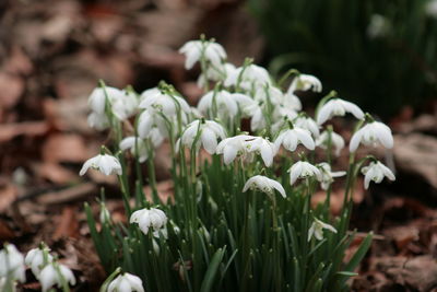 Close-up of white flowers blooming outdoors