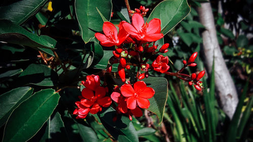 Close-up of red flowers blooming outdoors
