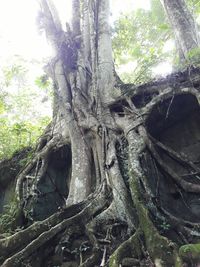 Close-up of lizard on tree