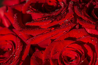Full frame shot of wet red flower