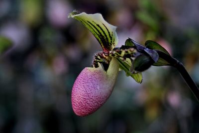 Close-up of purple flowering plant