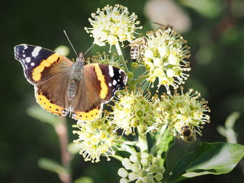 Close-up of butterfly pollinating on flower