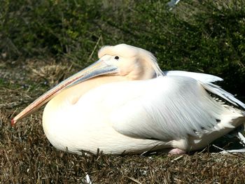 Close-up of a bird on field