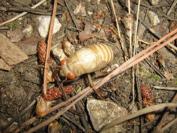 High angle view of insect on field