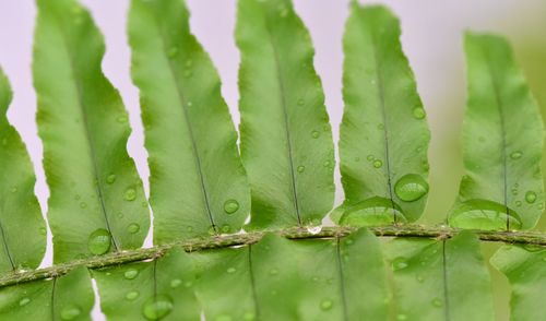 Close-up of wet plant