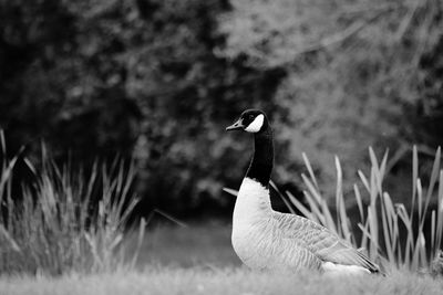 Bird on grass against trees