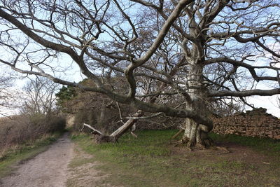 Trees on field