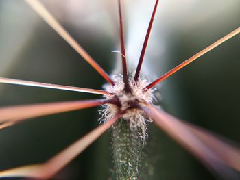 Close-up of a spider