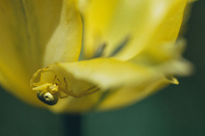 Close-up of yellow flower head