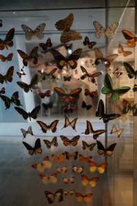 Close-up of birds on table