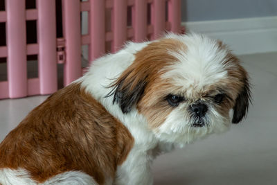 Close-up portrait of dog