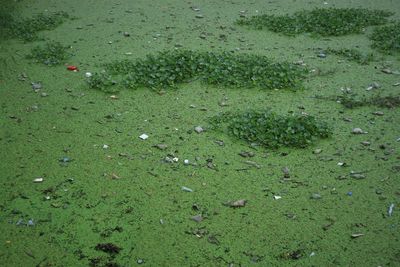High angle view of wet leaf on field