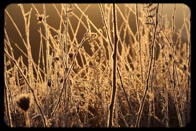 Close-up of plants growing in field